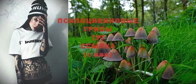 Галлюциногенные грибы Magic Shrooms  Верхний Тагил 